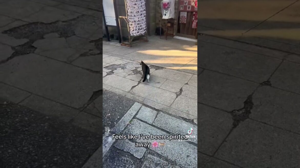 Guardians of the Shrine: The Fascinating CATS of Fushimi Inari Revealed | Kyoto's Cat Haven
