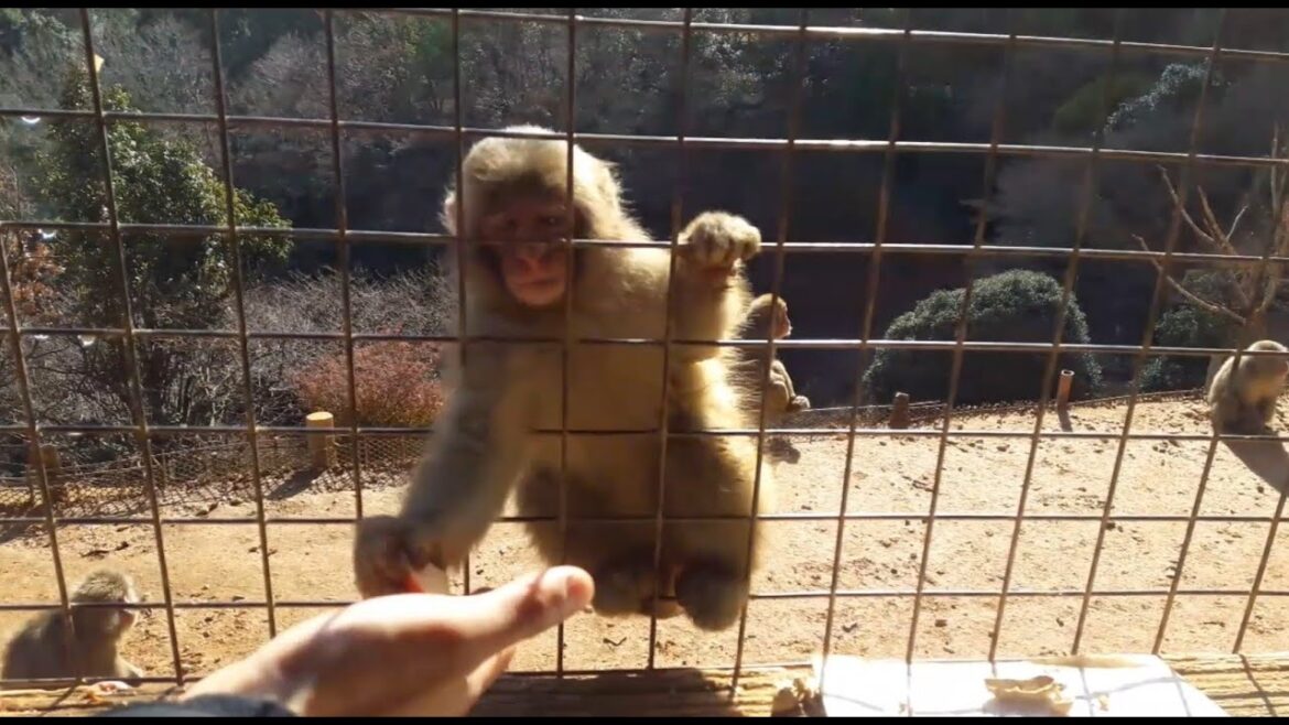 Japan Trip 2018 Highlights Part 1 Japan Trip 2018 Highlights Part 1