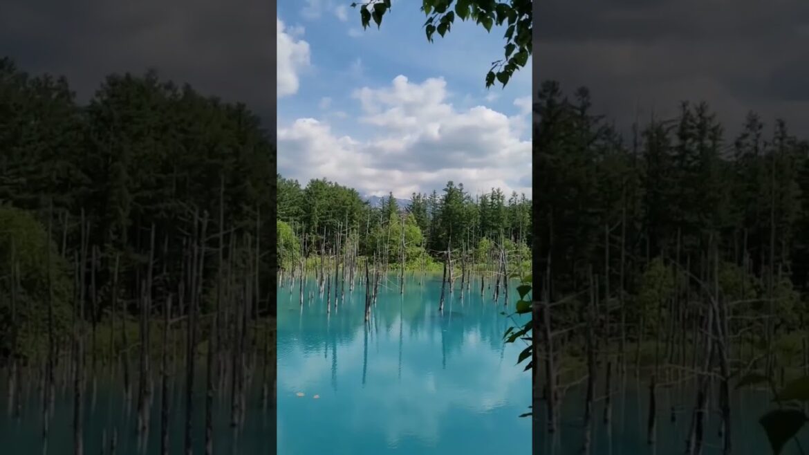 Hokkaido 신비로운 청의호수와 오렌지민들레 神秘的な青い池とオレンジタンポポ