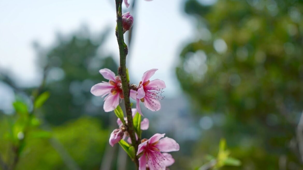 Okinawa 沖縄 | Nago名護市