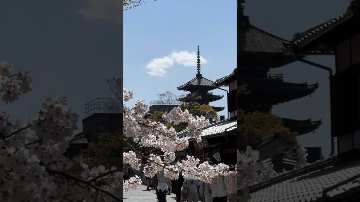 Kodaiji Park. #kyoto #japan #travel #trending #explore #spring #shorts #thingstodo #2023 #youtube