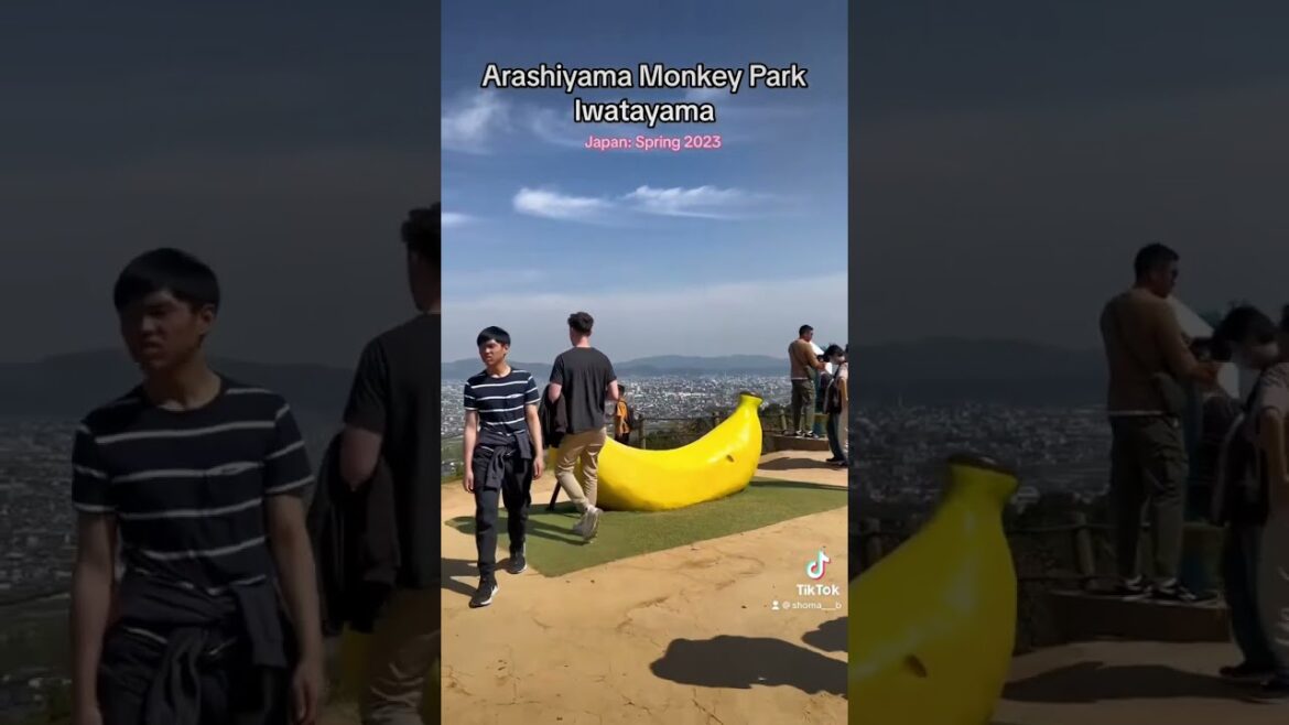 Arashiyama MONKEY Park: Get Up Close and Personal with Japan's Playful Macaques!