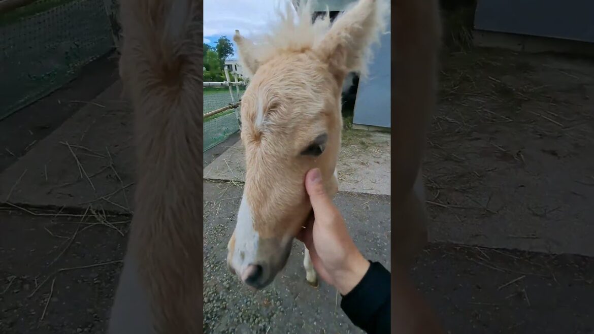 命名“アイリン” ポニーの仔馬が産まれたよ