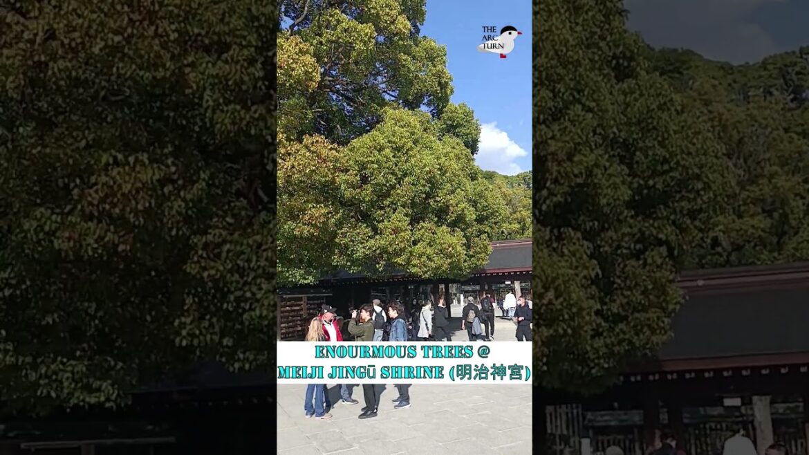 Enourmous Trees @ Meiji Jingū Shrine (明治神宮) #thearcturn #shorts #ytshorts | TheArcTurn Enourmous Trees @ Meiji Jingū Shrine (明治神宮) #thearcturn #shorts #ytshorts | TheArcTurn