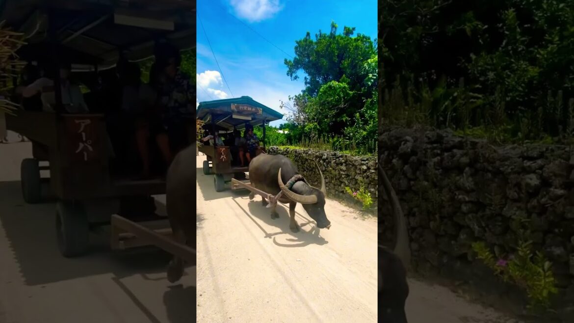 OKiNaWa JaPaN / #travelguide  #japan #japanvisa #travelblogger #travel #asia  #vlogger #firsttime