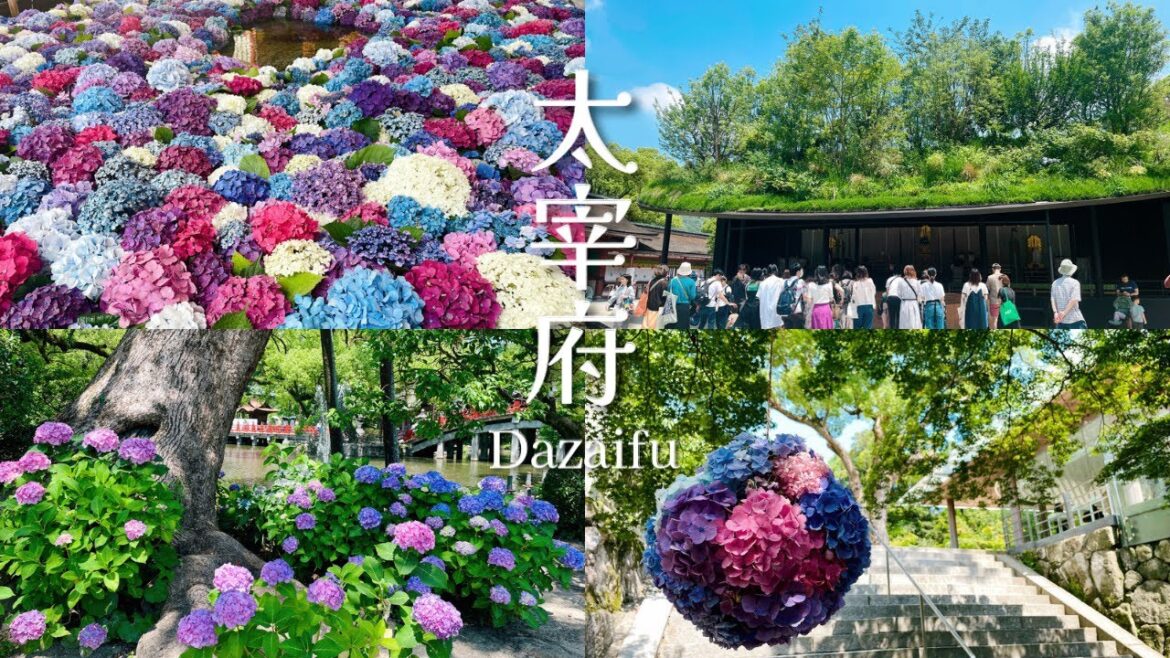 太宰府＊あじさい名所巡り｜太宰府天満宮｜竈門神社｜太宰府政庁跡［Fukuoka vlog］