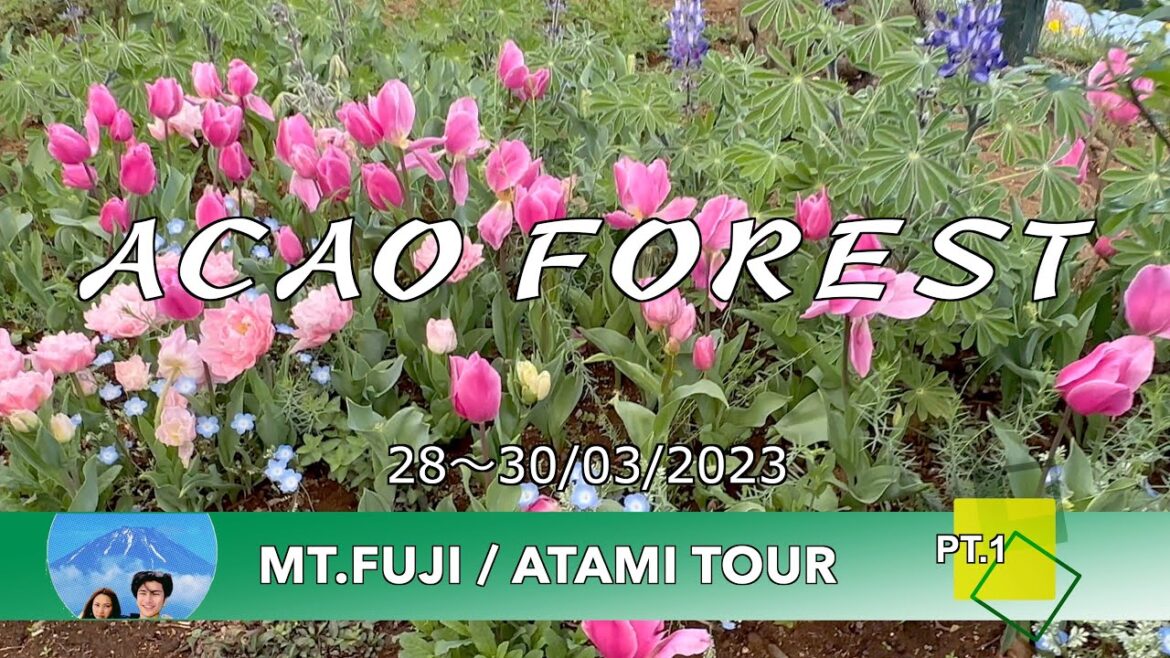 Acao Forest  : Mt.Fuji / Atami Tour Pt.1