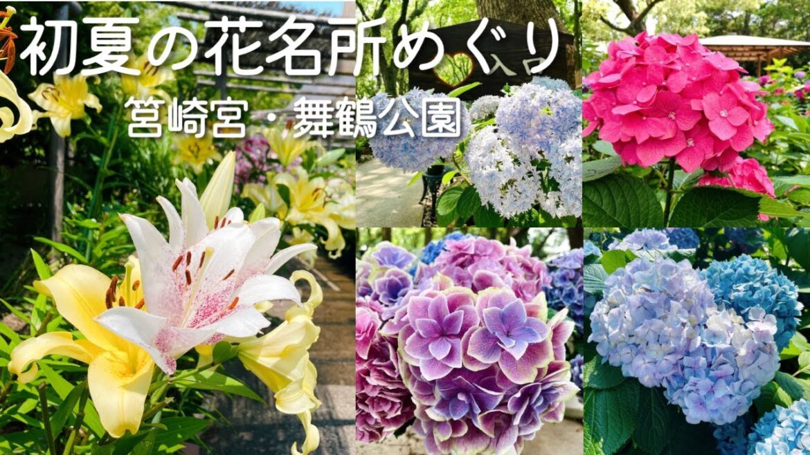 福岡＊筥崎宮 あじさい苑とゆり園｜舞鶴公園のあじさい｜FUK COFFEE parks［Fukuoka vlog］