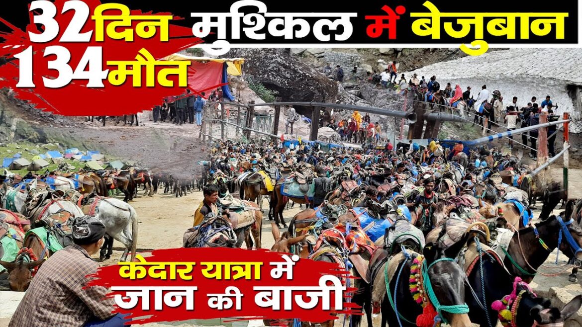 Visit Kedarnath | Kedarnath Yatra में बेजुबानों पर आफत |  यहां जानवर लगा रहे जान की बाजी |  Chardham
