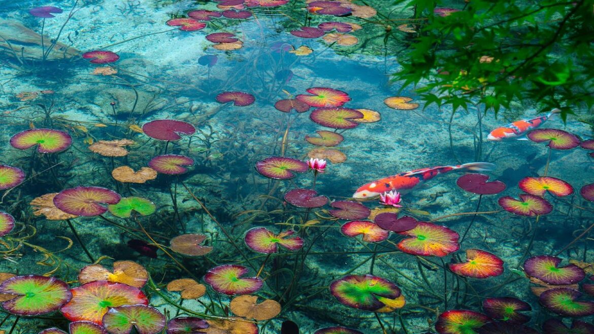 Monet’s Pond: A Tranquil Masterpiece Amidst Nature’s Canvas | Gifu, Japan Trip Monet's Pond: A Tranquil Masterpiece Amidst Nature's Canvas | Gifu, Japan Trip