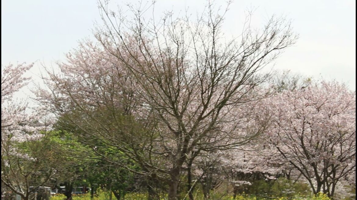 Cherry blossoms at Satomi station in Chiba prefecture