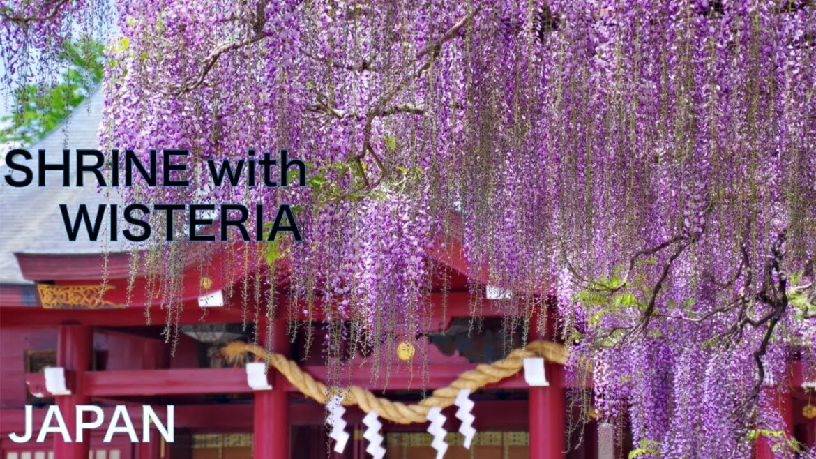 【JAPAN TRAVEL:Ibaraki】Walking in Kasama Inari Shrine to pray and watch large wisteria 【JAPAN TRAVEL:Ibaraki】Walking in Kasama Inari Shrine to pray and watch large wisteria