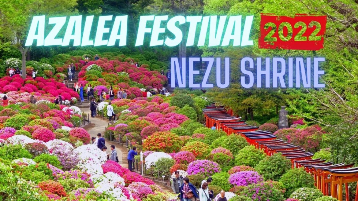 AZALEA FESTIVAL AT NEZU SHRINE IN TOKYO | BUNKYO CITY, TOKYO | JAPAN TRAVEL VLOG | MAMUN CHOWDHURY