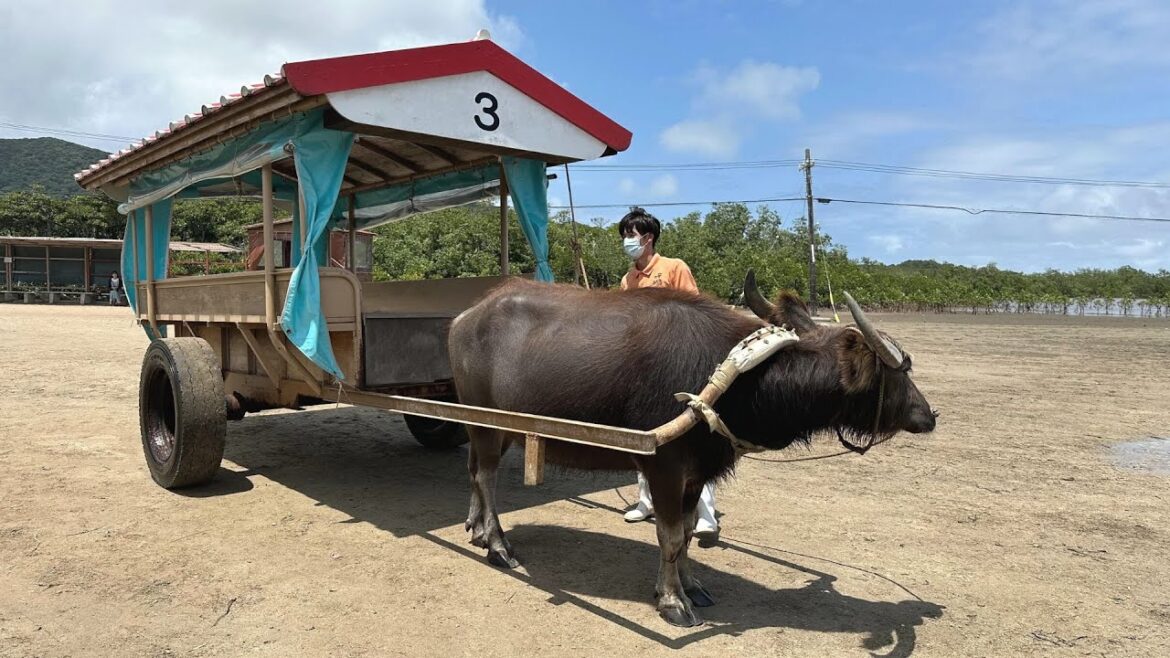 Island Hopping from Ishigaki-jima / Taketomi-jima, Yubu0jima, Iriomote-jima / Okinawa Travel Vlog