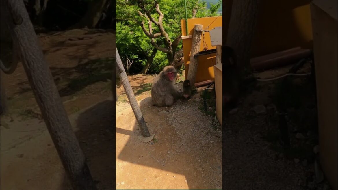 MONKEY FOREST IN JAPAN #shorts
