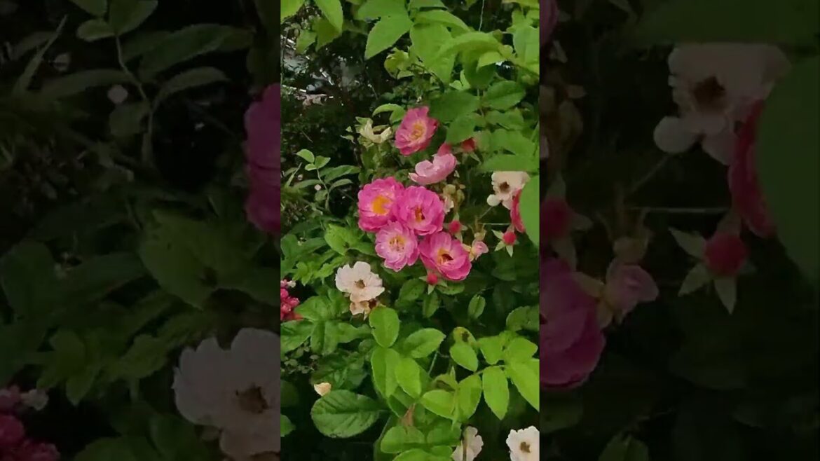 バラクラの駐車場に咲くバラ