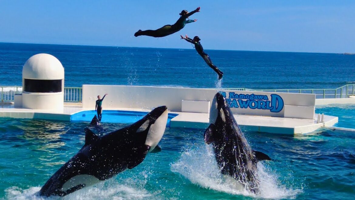 Killer Whale Show 😍 Kamogawa Sea World