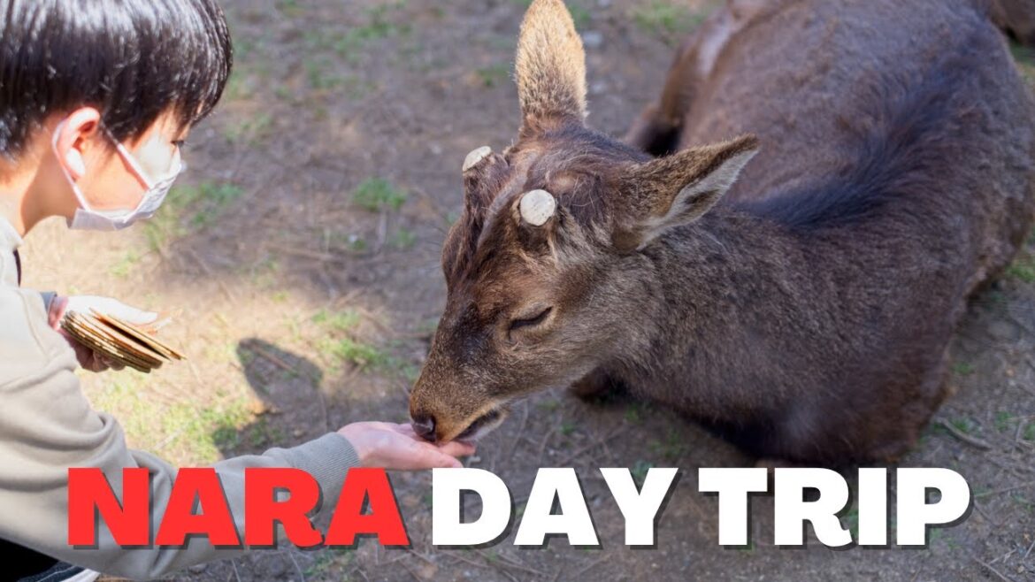 Japan Travel : Nara Deer Park, Cherry Blossom, Mos Burger Limited Edition, Macarons Vending Machine