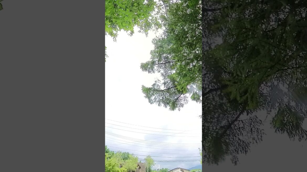 バラクラの新緑