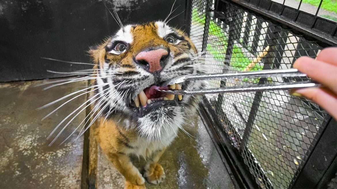 Overnight Stay with a Lion at Japan's Most Dangerous Zoo🦁 | North Safari Sapporo Hokkaido | ASMR
