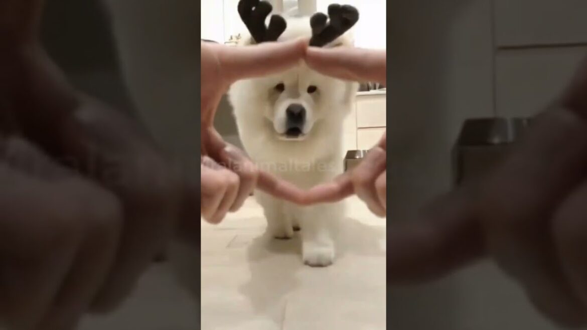 Chow Chow lovely Dog