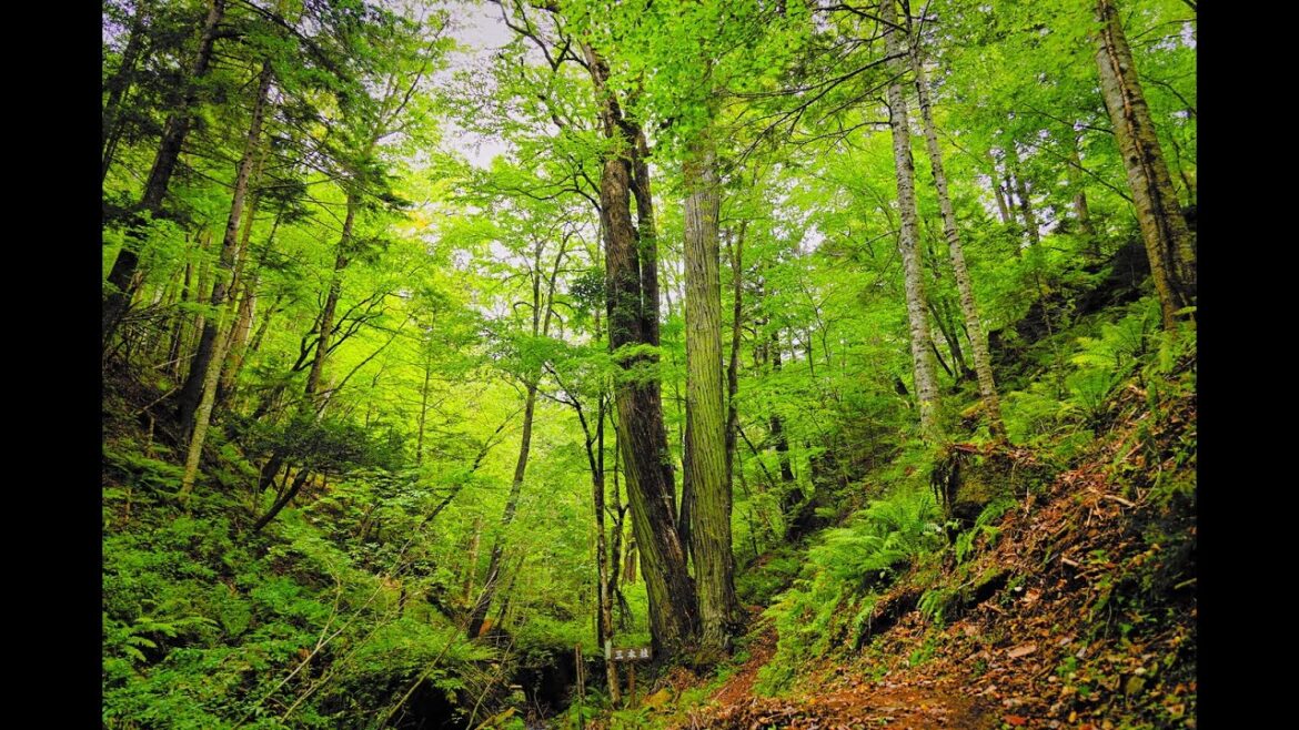 8K HDR 北海道 鹿の子沢風景林 Hokkaido,Kanokozawa Forest