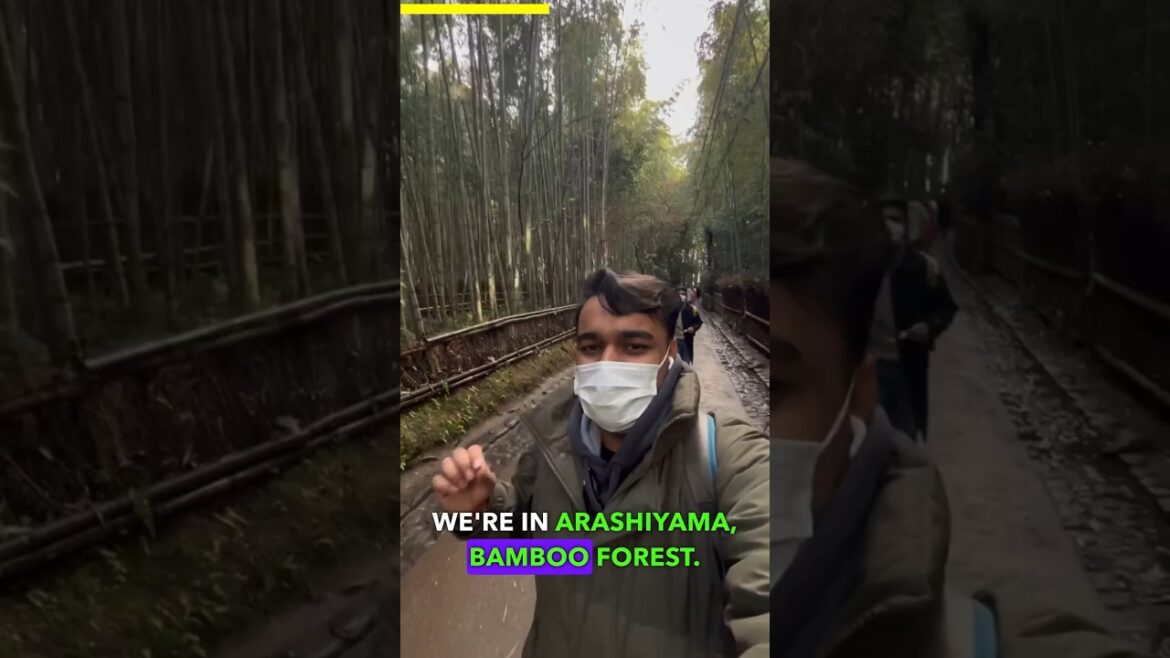 4/30 Japan’s famous bamboo forest #shorts #japan #travel #kimono