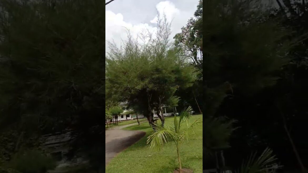 #shorts | sri lanka travel vlog | wonderful travel places #short #shorts | sri lanka travel vlog | wonderful travel places #short