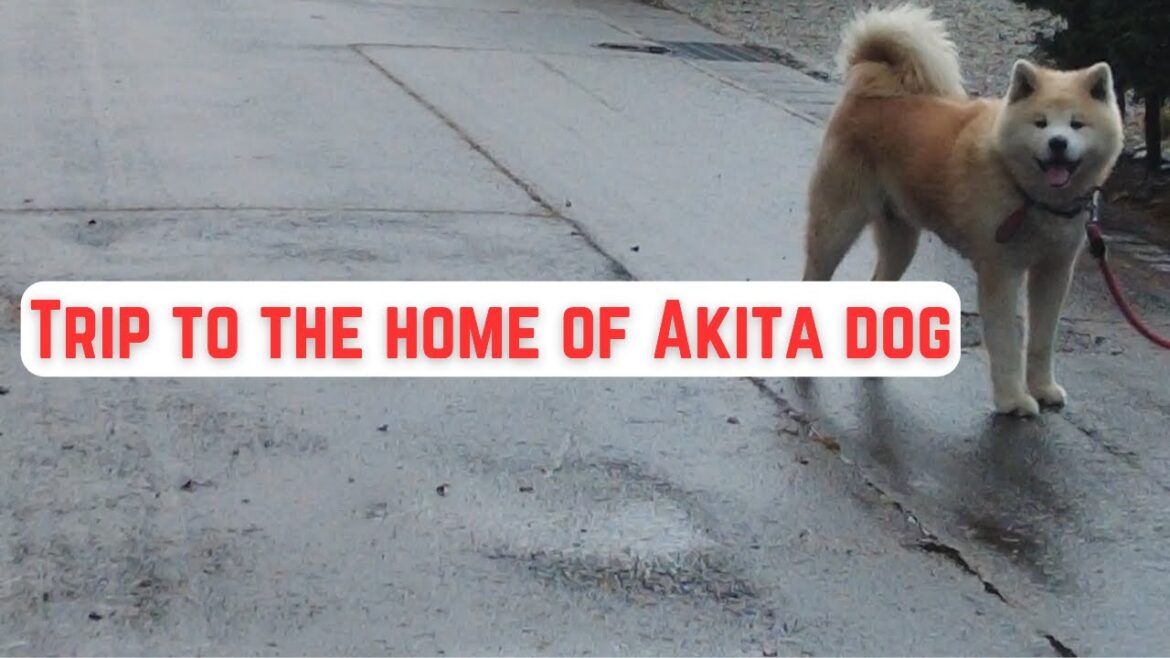 Trip to Akita | The land of Dog, Udon and Samurai | Japan travel vlog