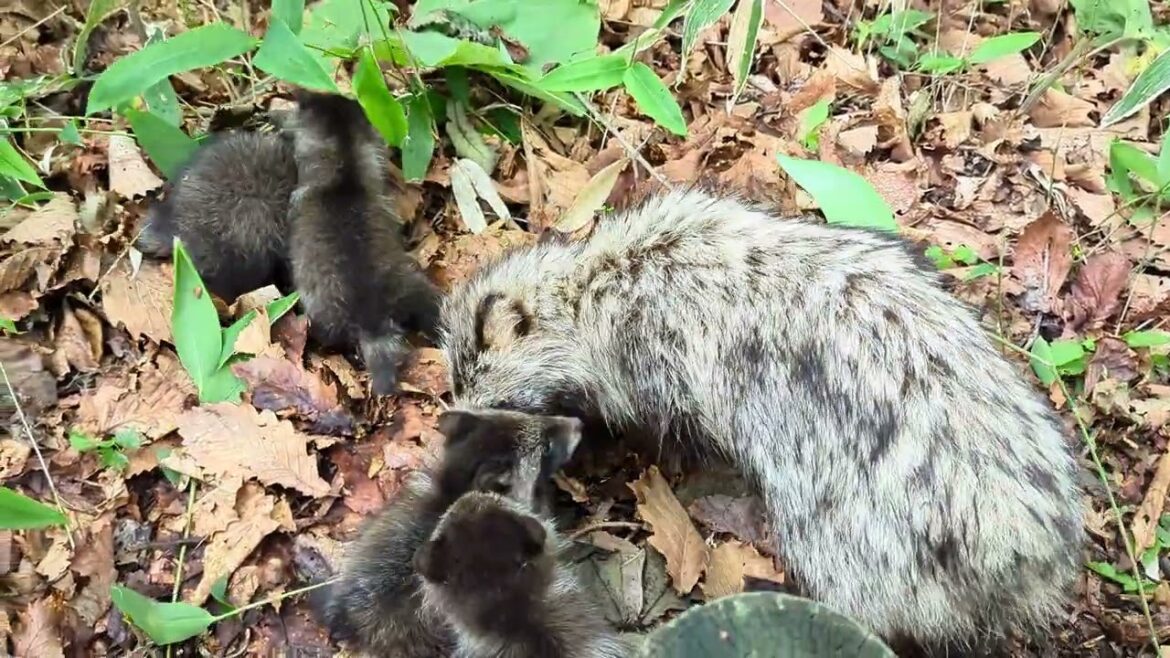 Kushiro, Hokkaido (北海道釧路) - Tanuki (たぬき / 狸 - Japanese Raccoon Dog) pups in the wild