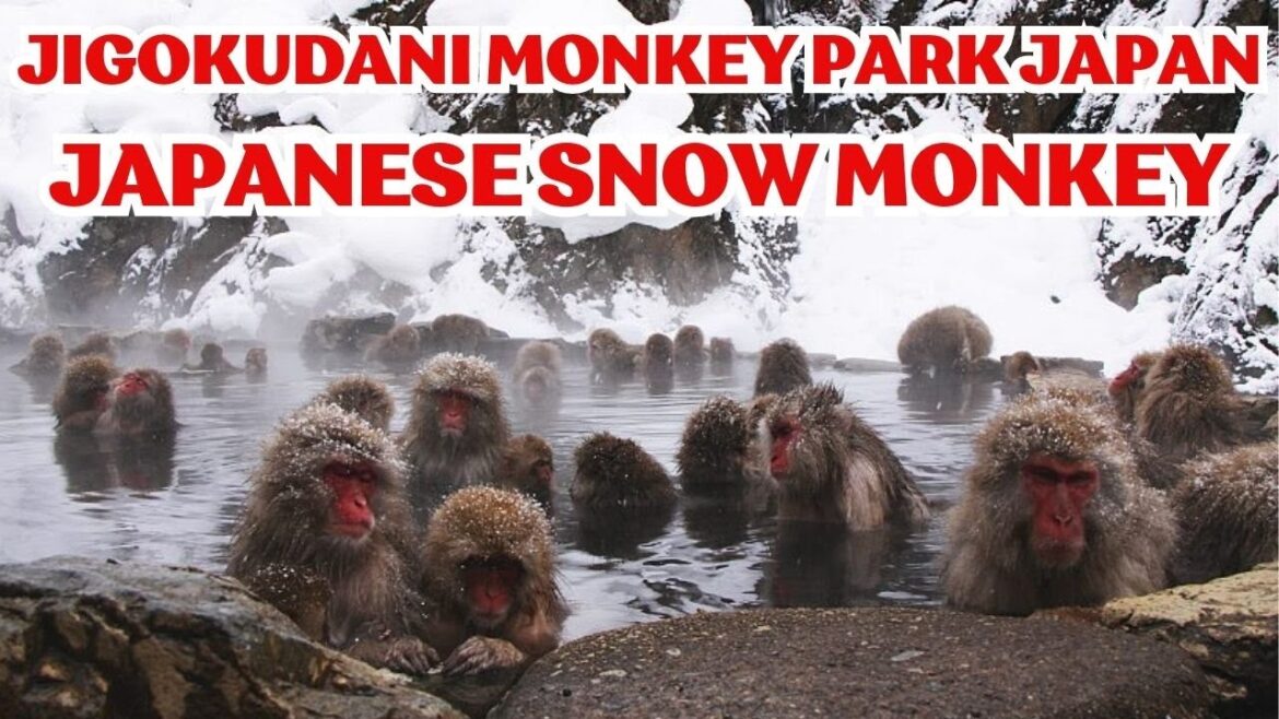 Japanese Snow Monkey Hot Spring Experience | Nagano ★ ONLY in JAPAN Japanese Snow Monkey Hot Spring Experience | Nagano ★ ONLY in JAPAN