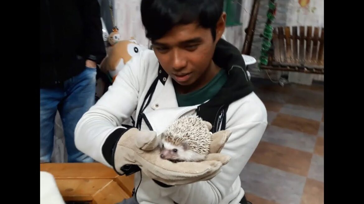 Japan Trip 2018 Highlight Reel Part 7