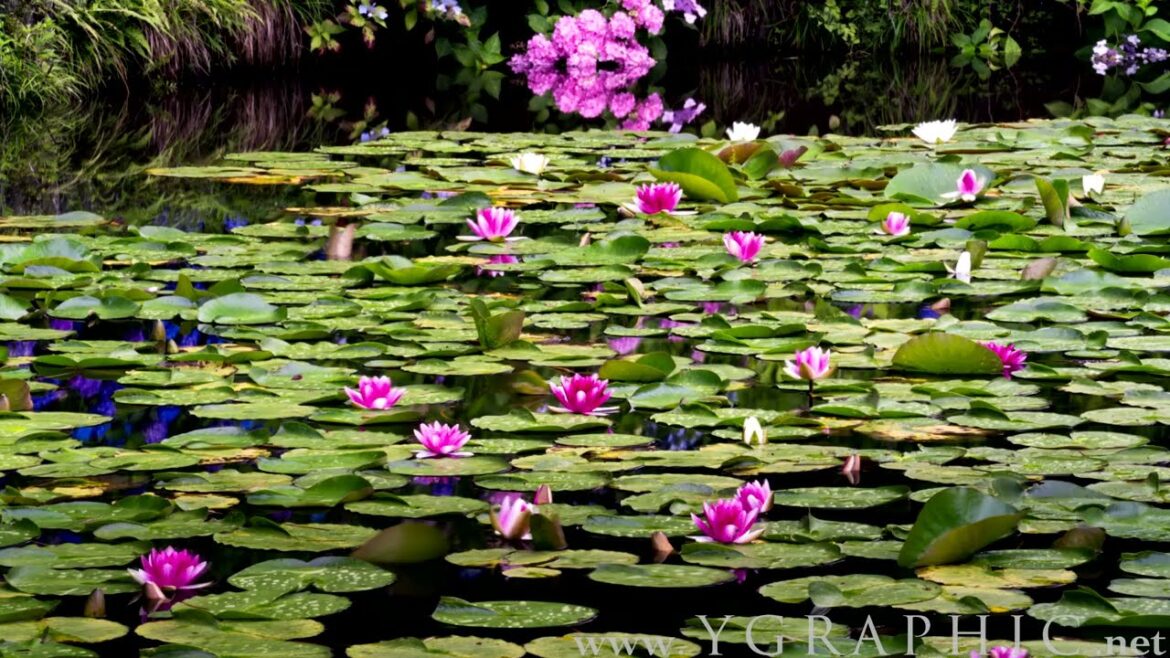 Azumino Water Lilies | 安曇野睡蓮