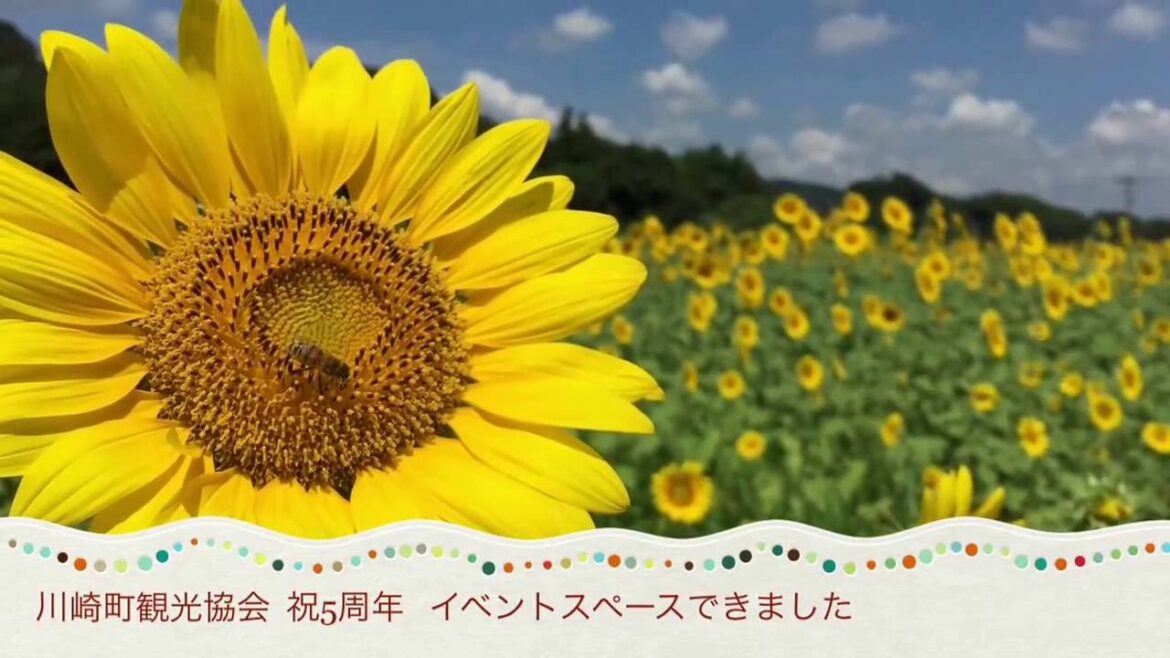 川崎町観光協会5周年・イベントスペース付新事務所オープン時の幻の記念動画〜まるやまももこさんのLIVEが素敵です🖤※2022年現在は残念ながら閉鎖されています。