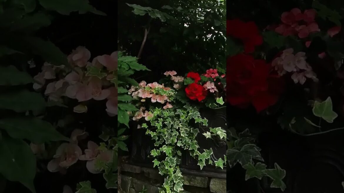 バラクラ21世紀ドームの階段の鉢植えの花 バラクラ21世紀ドームの階段の鉢植えの花