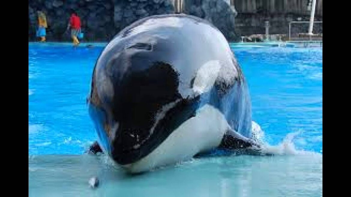 Travel Jepang: Pelabuhan Akuarium Umum Nagoya Berbagai Jenis Kehidupan Air, Nagoya 013 Travel Jepang: Pelabuhan Akuarium Umum Nagoya Berbagai Jenis Kehidupan Air, Nagoya 013