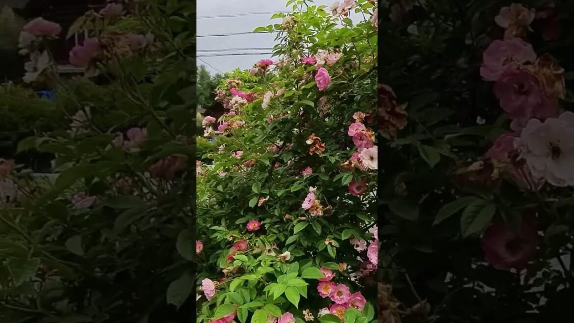 バラクラのエントランスに咲くパラ