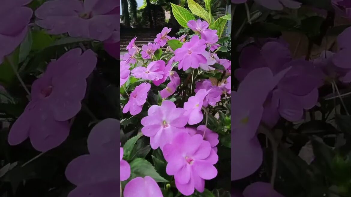 バラクラの21世紀ドームと鉢植えの花