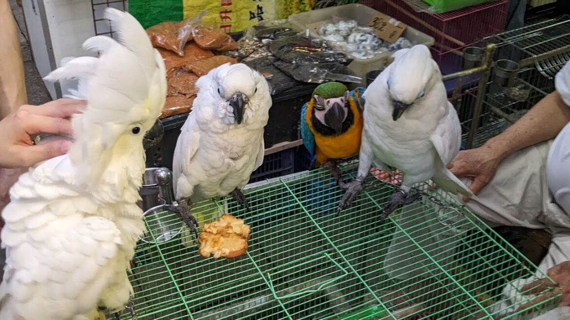 Discover the Vibrant Essence of Hong Kong a Captivating 24-Hour Journey [4K]