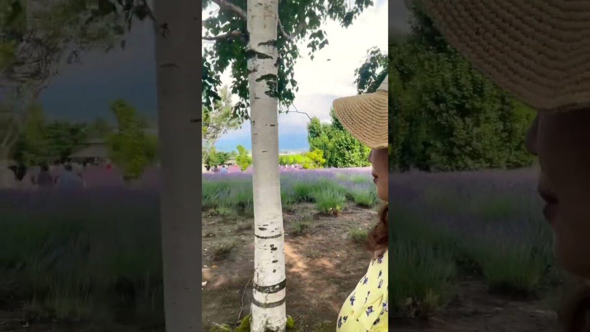 Lavender Field in Furano, Hokkaido #shorts