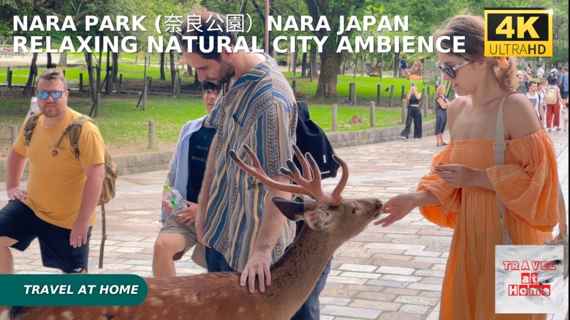 4k hdr japan travel | Walk in Nara Park (奈良公園)Nara Japan | Relaxing Natural City ambience 4k hdr japan travel | Walk in Nara Park (奈良公園)Nara Japan | Relaxing Natural City ambience