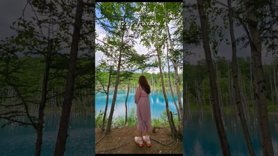 삿포로여행 비에이 후라노 버스투어 , Sapporo Biei furano bus tour #홋카이도여행 #일본여행브이로그 #버스투어 #shorts 삿포로여행 비에이 후라노 버스투어 , Sapporo Biei furano bus tour #홋카이도여행 #일본여행브이로그 #버스투어 #shorts