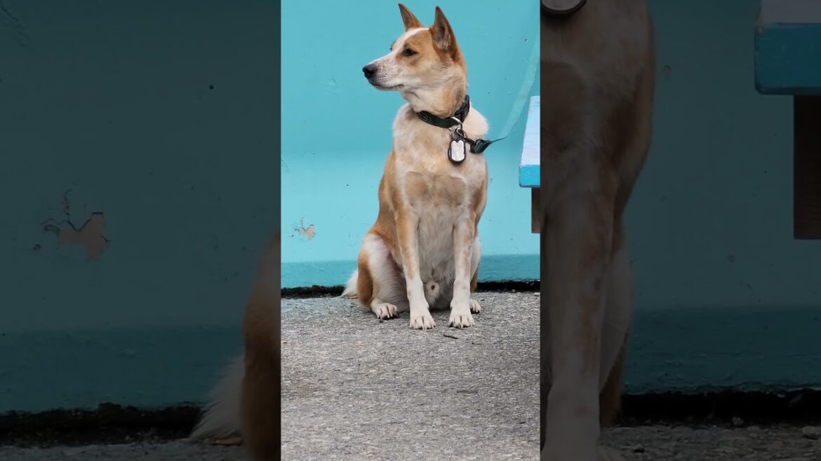 AKITA WHILE WAITING FOR HUSKY WITH THE PIZZA AKITA WHILE WAITING FOR HUSKY WITH THE PIZZA