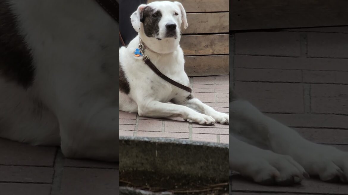 AKITA RELAXING WHILE WAITING FOR ROUGH COOLIE