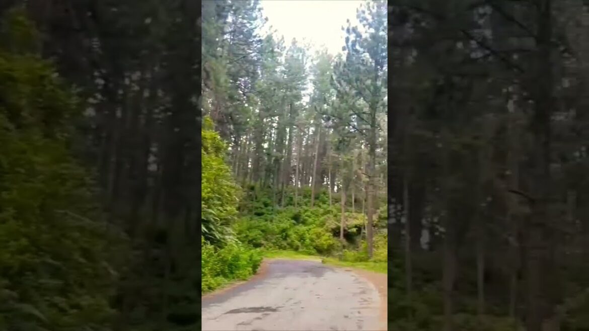 #shorts | wonderful travel vlog | sri lanka travel vlog 🤩😲 #short #youtubeshorts #shorts | wonderful travel vlog | sri lanka travel vlog 🤩😲 #short #youtubeshorts