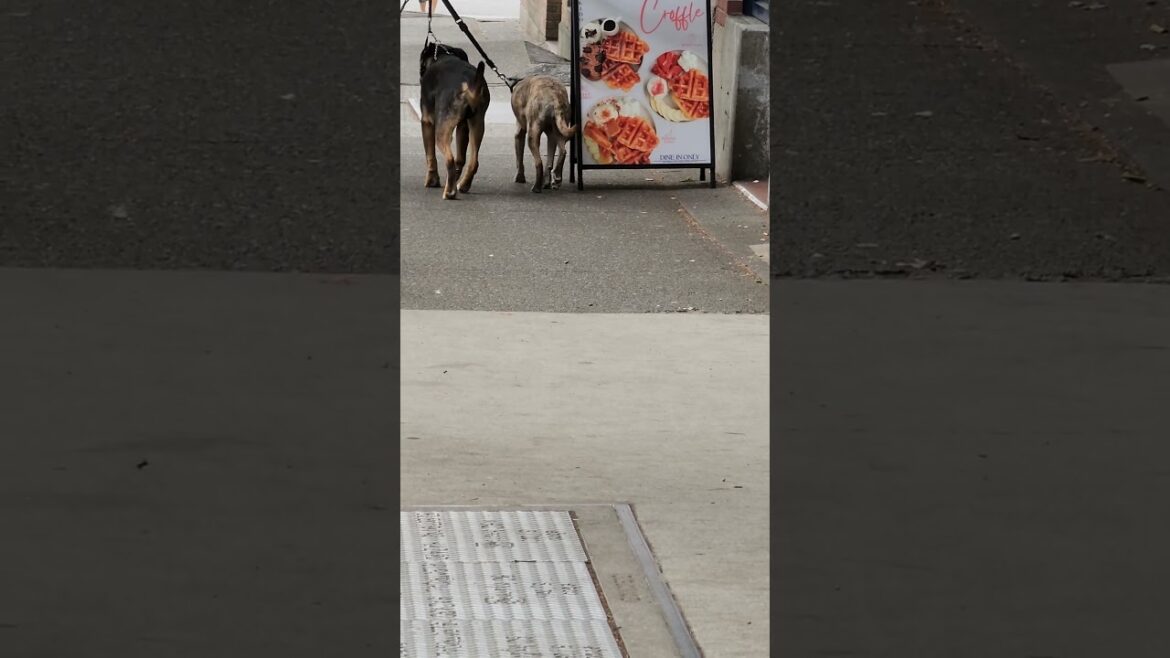 ROTTEWIELER AND AKITA GOING TO THE PARTY