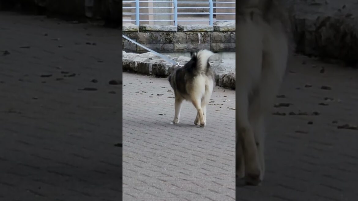 AKITA RUSHING FOR THE PARTY