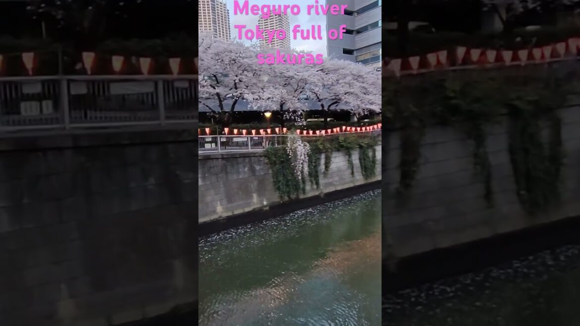#tokyo#japan #japon #sakura #cherryblossom #anime #visitjapan #river #travel #japanese #shorts
