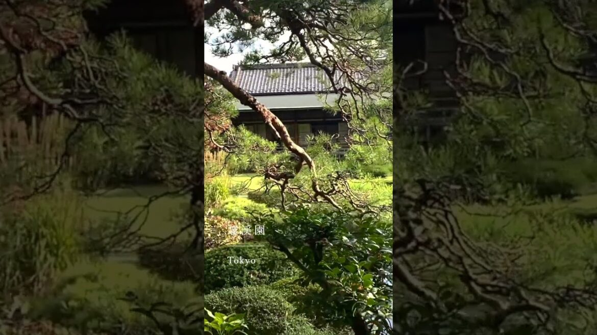 Hidden Japanese garden in Tokyo 🍃 #tokyo #japan #japantravel #garden #travelvlog #travelshorts