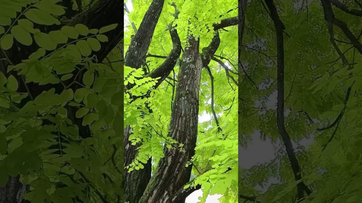 バラクラの中庭に立つ黄金アカシア